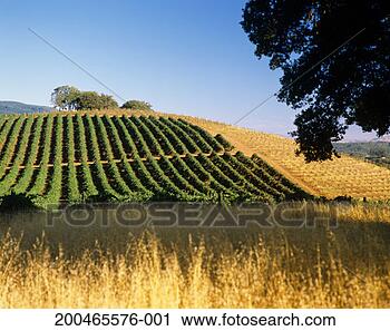 Stock Photography - usa, california, 
sonoma county, 
sonoma, vineyard 
on hillside. fotosearch 
- search stock 
photos, pictures, 
images, and photo 
clipart