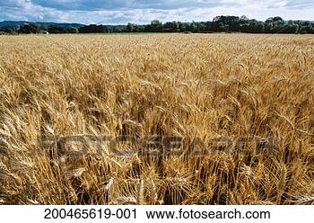 Stock Photography - usa, oregon, near 
portland, wheatfield. 
fotosearch - search 
stock photos, 
pictures, images, 
and photo clipart