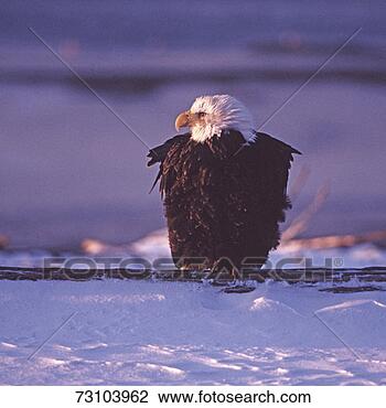 Stock Photo - bald eagle (haliaeetus 
leucocephalus) 
on branch in snow. 
fotosearch - search 
stock photos, 
pictures, images, 
and photo clipart