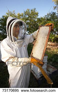 Stock Image - beekeeper with 
frame and bees. 
fotosearch - search 
stock photos, 
pictures, images, 
and photo clipart