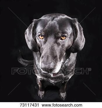 Stock Photography - black labrador 
retriever against 
black background. 
fotosearch - search 
stock photos, 
pictures, images, 
and photo clipart