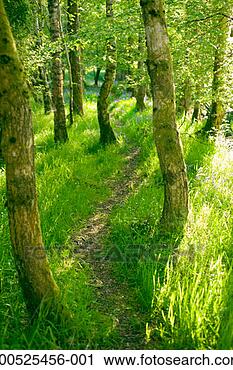 Stock Photography - bluebells among 
beech and birch 
trees in woodland, 
summer. fotosearch 
- search stock 
photos, pictures, 
images, and photo 
clipart