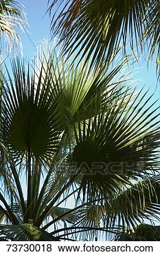 Stock Photo - california fan 
palm (washingtonia 
filifera). fotosearch 
- search stock 
photos, pictures, 
images, and photo 
clipart