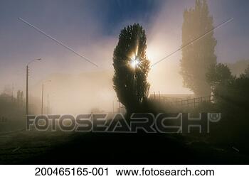 Stock Photography - chile, futaleufu, 
man walking down 
foggy road. fotosearch 
- search stock 
photos, pictures, 
images, and photo 
clipart