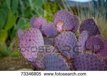 Stock Image - prickly pear cactus, 
close-up. fotosearch 
- search stock 
photos, pictures, 
images, and photo 
clipart