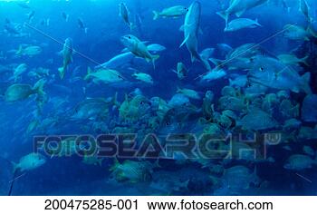 Stock Photography - school of fish, 
underwater view. 
fotosearch - search 
stock photos, 
pictures, images, 
and photo clipart