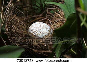 Stock Photo - spotted egg in 
bird's nest, close-up. 
fotosearch - search 
stock photos, 
pictures, images, 
and photo clipart