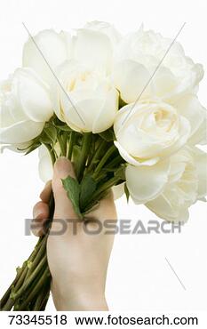 Stock Photo - woman holding 
bouquet of white 
roses, close-up 
of hand. fotosearch 
- search stock 
photos, pictures, 
images, and photo 
clipart