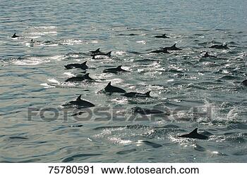Stock Photography - long-beaked common 
dolphins (delphinus 
capensis). fotosearch 
- search stock 
photos, pictures, 
images, and photo 
clipart