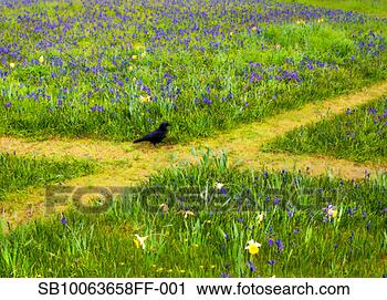 Stock Photography - bird on pathway 
in field. fotosearch 
- search stock 
photos, pictures, 
images, and photo 
clipart