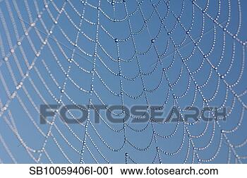Stock Photography - dew drops on spider's 
web, close-up. 
fotosearch - search 
stock photos, 
pictures, images, 
and photo clipart