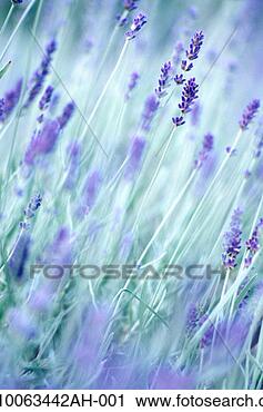 Arquivo de Fotografia - lavanda,  campo, 
 close-up. fotosearch 
- busca de fotos, 
imagens e clipart