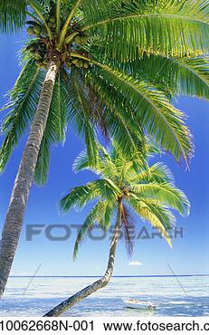 Stock Photography - palm trees & boat. 
fotosearch - search 
stock photos, 
pictures, images, 
and photo clipart