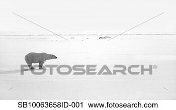 Stock Photography - polar bear on 
ice field, side 
view. fotosearch 
- search stock 
photos, pictures, 
images, and photo 
clipart