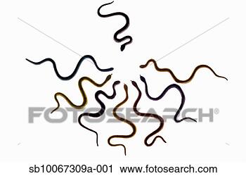 Hazır Fotoğraflar - grup, yılanlar, 
başlar, birlikte, 
yayinlama. fotosearch 
- foto, resim, 
görüntü ve foto 
klipart ara