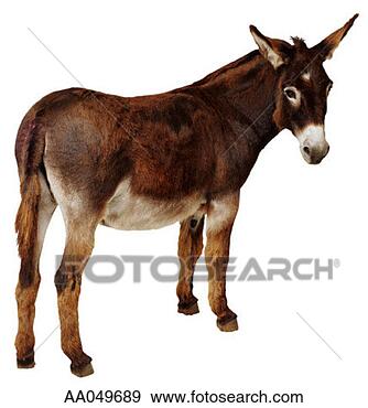 Stock Photograph - donkey. fotosearch 
- search stock 
photos, pictures, 
images, and photo 
clipart