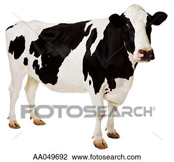Stock Photo - holstein cow. 
fotosearch - search 
stock photos, 
pictures, images, 
and photo clipart