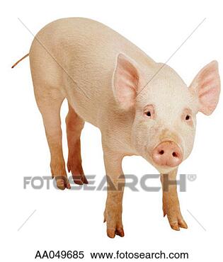 Stock Image - piglet. fotosearch 
- search stock 
photos, pictures, 
images, and photo 
clipart