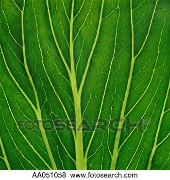 Stock Photo - choy sum leaf 
(full frame). 
fotosearch - search 
stock photos, 
pictures, images, 
and photo clipart
