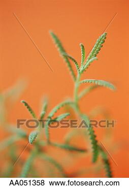 Stock Photo - french lavender. 
fotosearch - search 
stock photos, 
pictures, images, 
and photo clipart