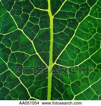 Stock Photo - lacinato kale, 
(aka dinosaur 
or italian heirloom) 
(full frame). 
fotosearch - search 
stock photos, 
pictures, images, 
and photo clipart