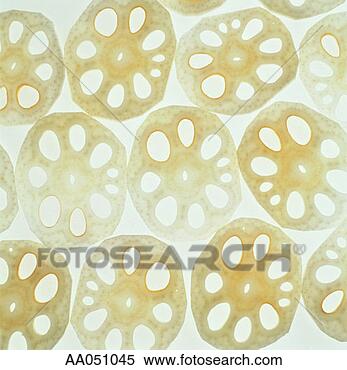 Stock Image - lotus root, cross-section, 
close-up. fotosearch 
- search stock 
photos, pictures, 
images, and photo 
clipart