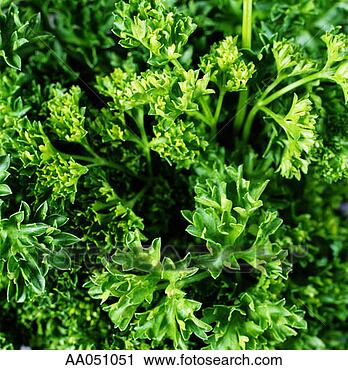 Stock Photography - parsely, close-up. 
fotosearch - search 
stock photos, 
pictures, images, 
and photo clipart