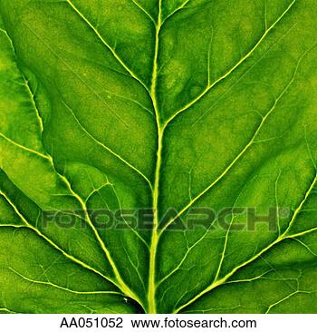 Stock Photo - rhubarb leaf (full 
frame). fotosearch 
- search stock 
photos, pictures, 
images, and photo 
clipart