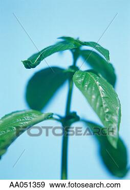 Stock Photograph - sweet basil. fotosearch 
- search stock 
photos, pictures, 
images, and photo 
clipart
