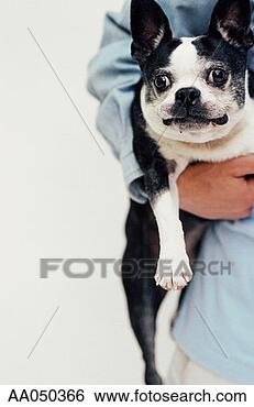 Stock Photo - teen boy carrying 
a boston terrier. 
fotosearch - search 
stock photos, 
pictures, images, 
and photo clipart