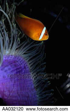 Stock Photography - anemone fish. 
fotosearch - search 
stock photos, 
pictures, images, 
and photo clipart