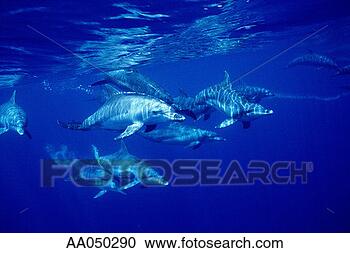 Stock Photography - bottle-nosed dolphins 
(tursiops truncatus). 
fotosearch - search 
stock photos, 
pictures, images, 
and photo clipart