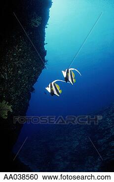 Stock Photography - butterfly fish. 
fotosearch - search 
stock photos, 
pictures, images, 
and photo clipart