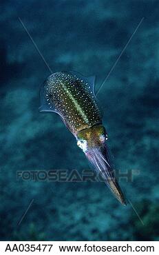 Picture - caribbean reef 
squid. fotosearch 
- search stock 
photos, pictures, 
images, and photo 
clipart