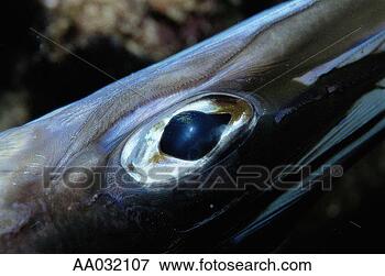Picture - close-up of cornet 
fish. fotosearch 
- search stock 
photos, pictures, 
images, and photo 
clipart