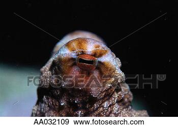 Stock Photograph - close-up of octopus. 
fotosearch - search 
stock photos, 
pictures, images, 
and photo clipart