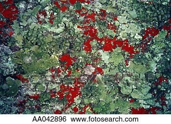 Stock Photo - coral, hawaii. 
fotosearch - search 
stock photos, 
pictures, images, 
and photo clipart