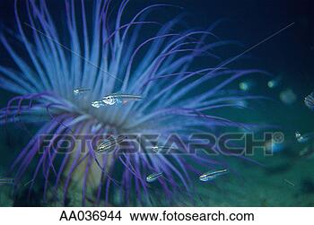 Stock Photo - goldenstriped 
cardinalfish (apogon 
properupta) and 
sea anemone. fotosearch 
- search stock 
photos, pictures, 
images, and photo 
clipart