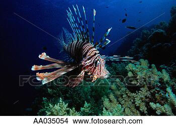 Stock Photo - lionfish. fotosearch 
- search stock 
photos, pictures, 
images, and photo 
clipart