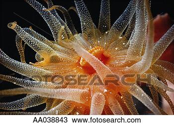 Stock Photo - orange cup coral. 
fotosearch - search 
stock photos, 
pictures, images, 
and photo clipart