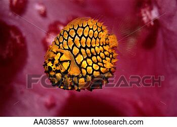 Picture - pinecone fish 
(monocentris japonica), 
side view. fotosearch 
- search stock 
photos, pictures, 
images, and photo 
clipart