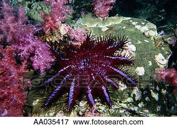 Picture - red crown of thorns. 
fotosearch - search 
stock photos, 
pictures, images, 
and photo clipart