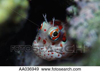 Stock Photograph - red-spotted blenny, 
close-up. fotosearch 
- search stock 
photos, pictures, 
images, and photo 
clipart