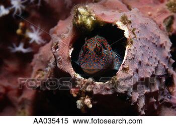 Stock Image - red spotted blenny 
hiding in coral. 
fotosearch - search 
stock photos, 
pictures, images, 
and photo clipart