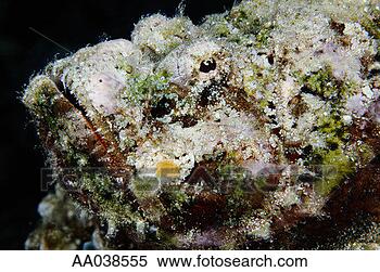 Stock Image - rockfish, close-up, 
side view. fotosearch 
- search stock 
photos, pictures, 
images, and photo 
clipart