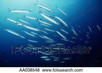 Stock Photo - school of bigeye 
barracuda (sphyraena 
forsteri). fotosearch 
- search stock 
photos, pictures, 
images, and photo 
clipart