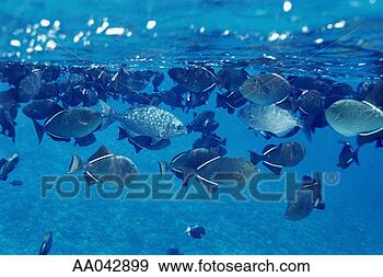 Stock Photograph - school of black 
triggerfish, maui. 
fotosearch - search 
stock photos, 
pictures, images, 
and photo clipart