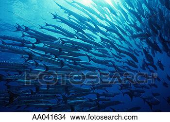 Stock Photo - school of great 
barracuda. fotosearch 
- search stock 
photos, pictures, 
images, and photo 
clipart