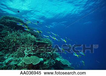 Stock Image - school of yellowback 
fusilier (caesio 
teres). fotosearch 
- search stock 
photos, pictures, 
images, and photo 
clipart