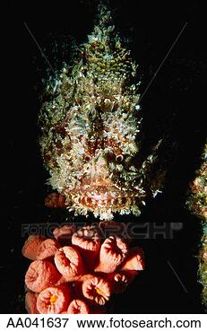 Picture - scorpion fish, 
scorpion. fotosearch 
- search stock 
photos, pictures, 
images, and photo 
clipart
